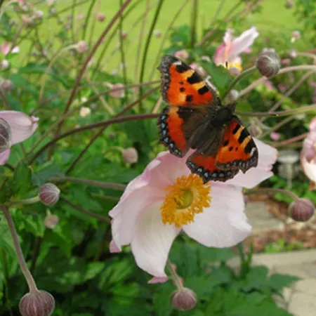 Casa vacanze Wechner Häselgehr