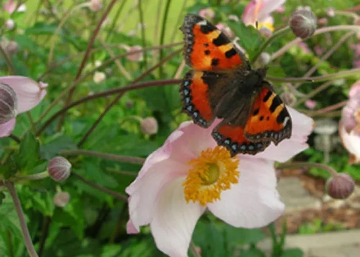 Vakantiehuis Wechner Häselgehr